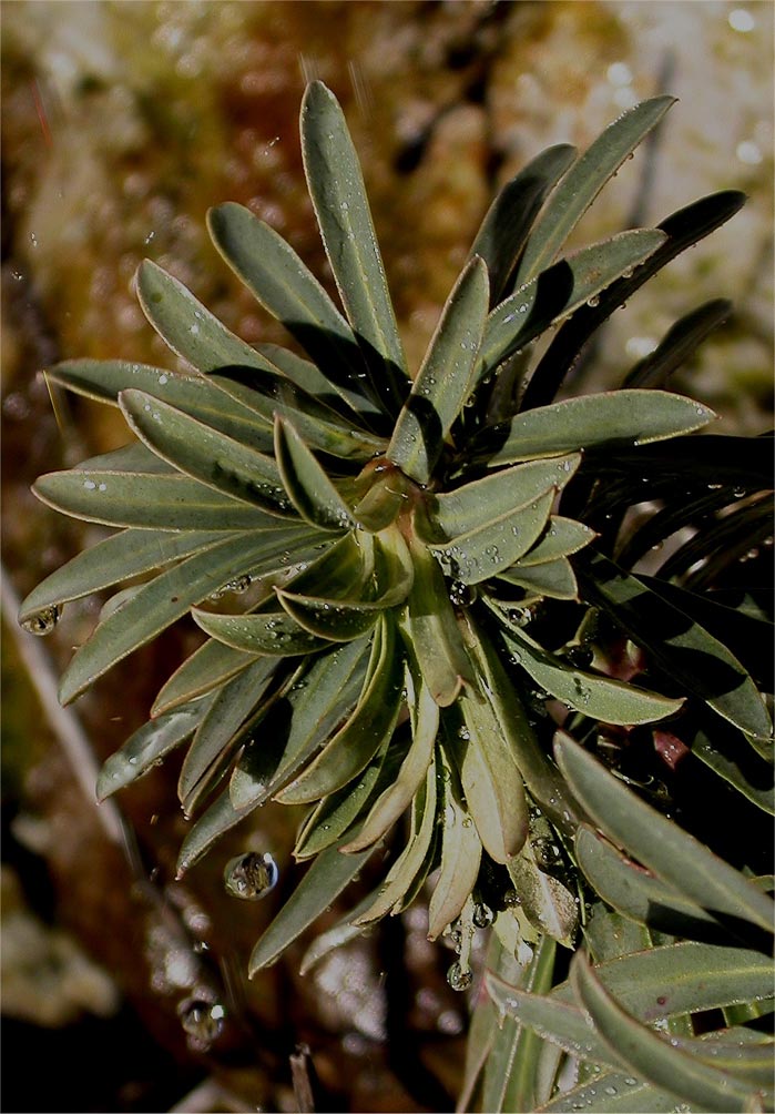 Euphorbia characias / Euforbia cespugliosa